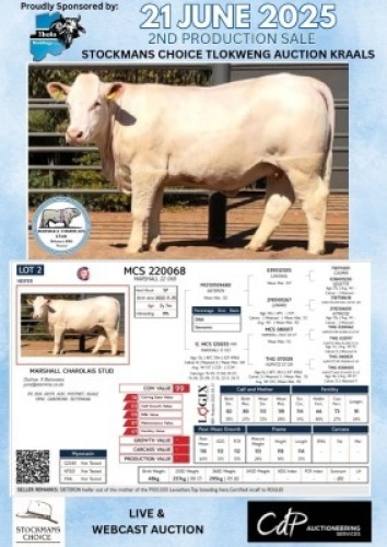 1X CHAROLAIS HEIFER MARSHALL CHAROLAIS STUD