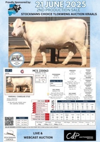1X CHAROLAIS HEIFER MARSHALL CHAROLAIS STUD
