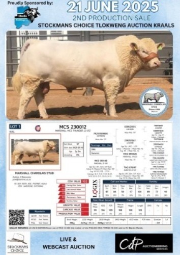 WITHDRAWN - 1X CHAROLAIS BULL MARSHALL CHAROLAIS STUD