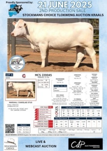 1X CHAROLAIS HEIFER MARSHALL CHAROLAIS STUD