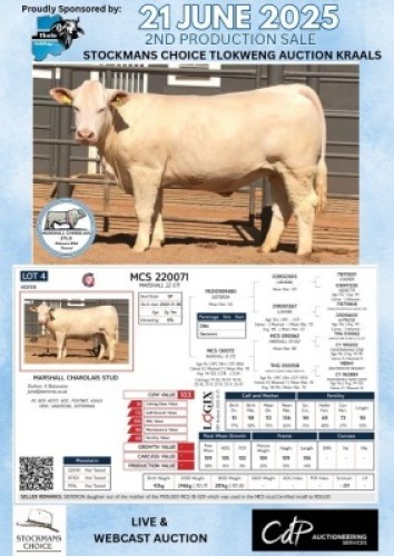 1X CHAROLAIS HEIFER MARSHALL CHAROLAIS STUD