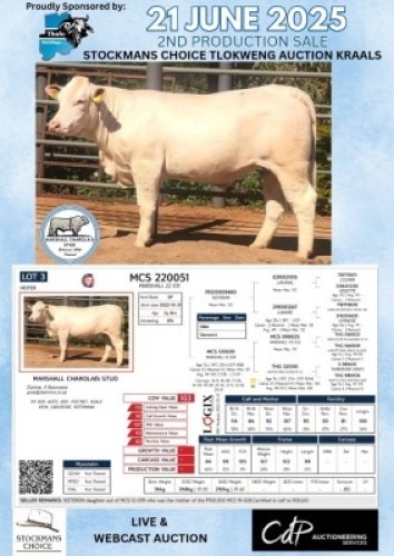 1X CHAROLAIS HEIFER MARSHALL CHAROLAIS STUD