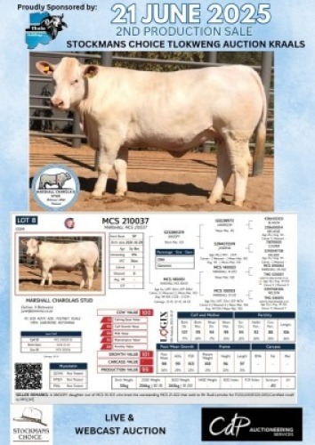 1X CHAROLAIS COW MARSHALL CHAROLAIS STUD