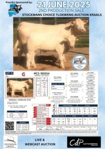 1+1X CHAROLAIS COW & CALF MARSHALL CHAROLAIS STUD