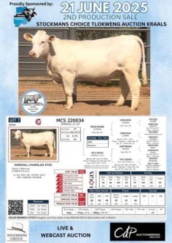 1X CHAROLAIS HEIFER MARSHALL CHAROLAIS STUD