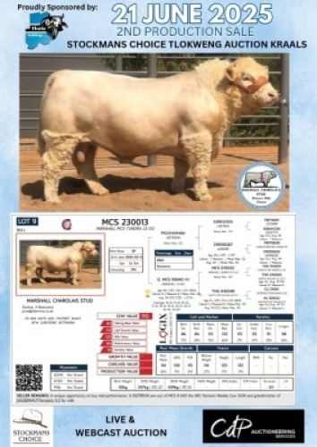 1X CHAROLAIS BULL MARSHALL CHAROLAIS STUD