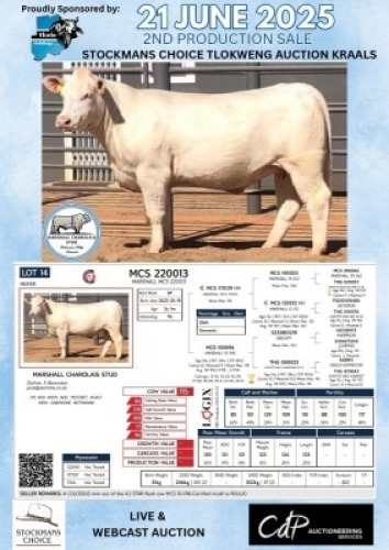 1X CHAROLAIS HEIFER MARSHALL CHAROLAIS STUD