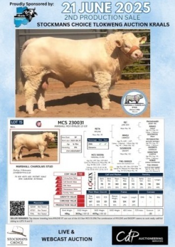 1X CHAROLAIS BULL MARSHALL CHAROLAIS STUD