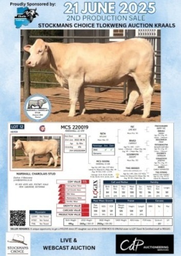 1X CHAROLAIS HEIFER MARSHALL CHAROLAIS STUD