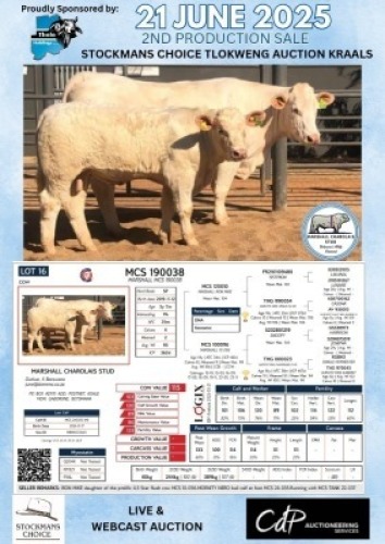 1+1X CHAROLAIS COW & CALF MARSHALL CHAROLAIS STUD