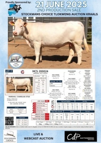 1X CHAROLAIS COW MARSHALL CHAROLAIS STUD