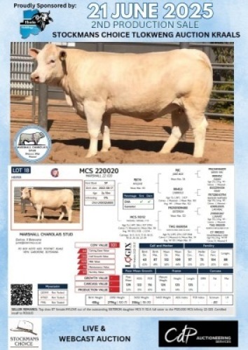 1X CHAROLAIS HEIFER MARSHALL CHAROLAIS STUD