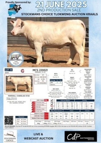 1X CHAROLAIS HEIFER MARSHALL CHAROLAIS STUD