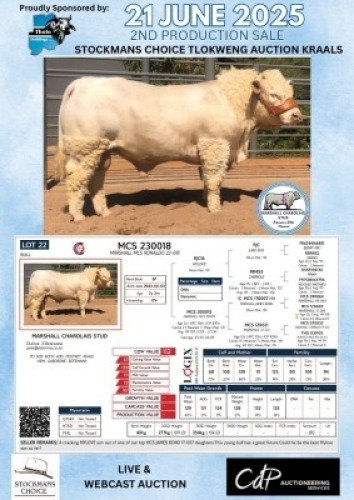 1X CHAROLAIS BULL MARSHALL CHAROLAIS STUD