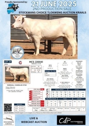 1X CHAROLAIS HEIFER MARSHALL CHAROLAIS STUD