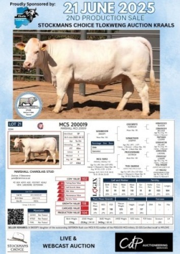 1X CHAROLAIS COW MARSHALL CHAROLAIS STUD