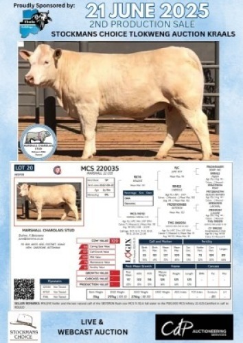 1X CHAROLAIS HEIFER MARSHALL CHAROLAIS STUD