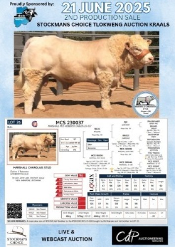 1X CHAROLAIS BULL MARSHALL CHAROLAIS STUD