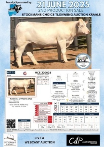 WITHDRAWN - 1X CHAROLAIS HEIFER MARSHALL CHAROLAIS STUD