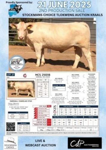 1X CHAROLAIS COW MARSHALL CHAROLAIS STUD
