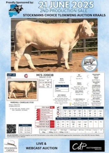 1X CHAROLAIS HEIFER MARSHALL CHAROLAIS STUD
