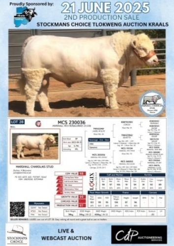 1X CHAROLAIS BULL MARSHALL CHAROLAIS STUD