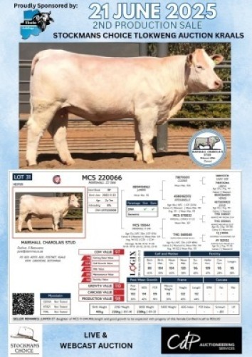 1X CHAROLAIS HEIFER MARSHALL CHAROLAIS STUD