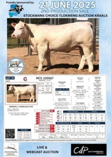 1X CHAROLAIS HEIFER MARSHALL CHAROLAIS STUD