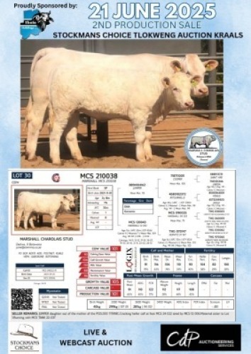 1+1X CHAROLAIS COW & CALF MARSHALL CHAROLAIS STUD