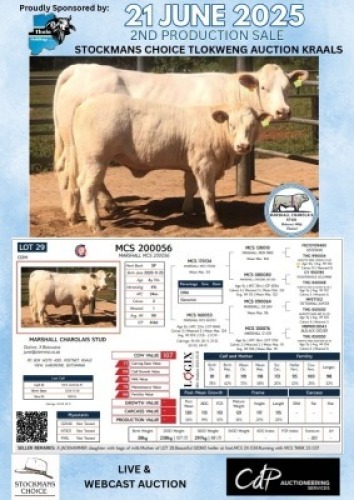 1+1X CHAROLAIS COW & CALF MARSHALL CHAROLAIS STUD