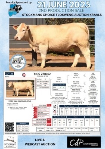 1X CHAROLAIS HEIFER MARSHALL CHAROLAIS STUD
