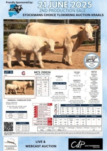 1+1X CHAROLAIS COW & CALF MARSHALL CHAROLAIS STUD