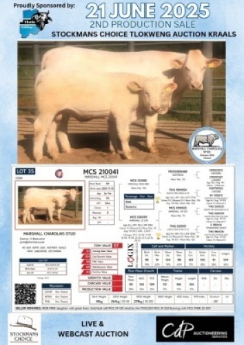 1+1X CHAROLAIS COW & CALF MARSHALL CHAROLAIS STUD