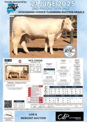 1X CHAROLAIS HEIFER MARSHALL CHAROLAIS STUD
