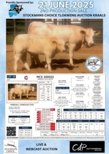 1+1X CHAROLAIS COW & CALF MARSHALL CHAROLAIS STUD