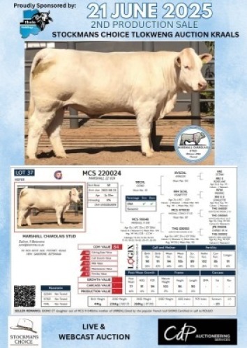 1X CHAROLAIS HEIFER MARSHALL CHAROLAIS STUD