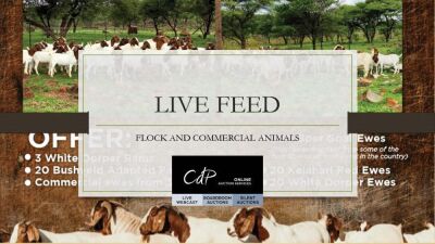 FLOCK & COMMERCIAL ANIMALS - LIVE BROADCAST/FEED - VAT STATUS INDICATED @ DESCRIPTION