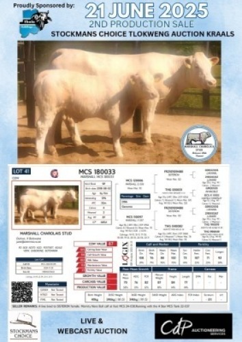 1+1X CHAROLAIS COW & CALF MARSHALL CHAROLAIS STUD