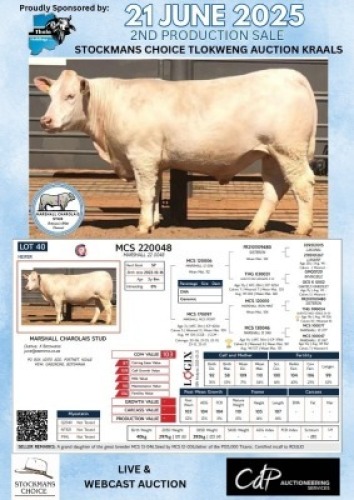 1X CHAROLAIS HEIFER MARSHALL CHAROLAIS STUD
