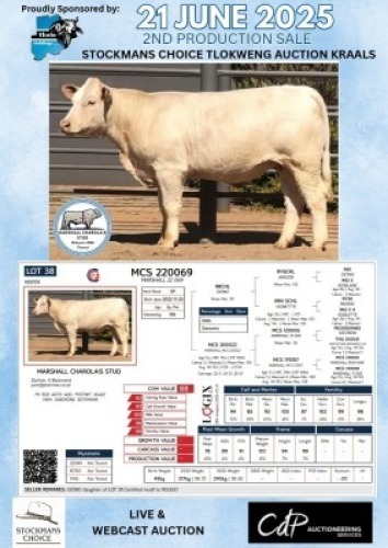1X CHAROLAIS HEIFER MARSHALL CHAROLAIS STUD