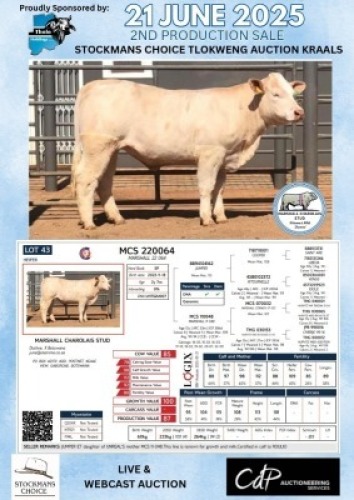 1X CHAROLAIS HEIFER MARSHALL CHAROLAIS STUD