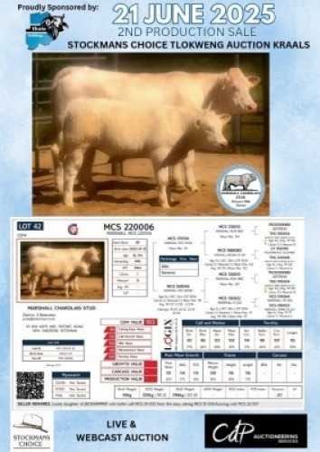 1+1X CHAROLAIS COW & CALF MARSHALL CHAROLAIS STUD