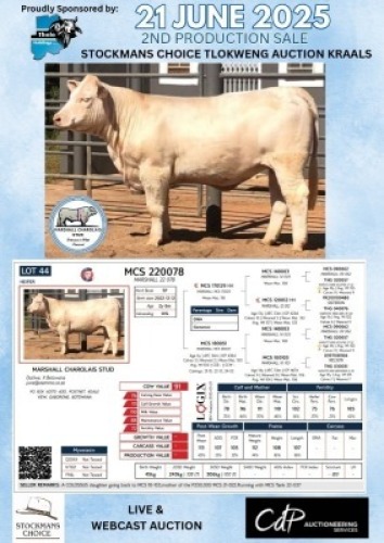 1X CHAROLAIS HEIFER MARSHALL CHAROLAIS STUD