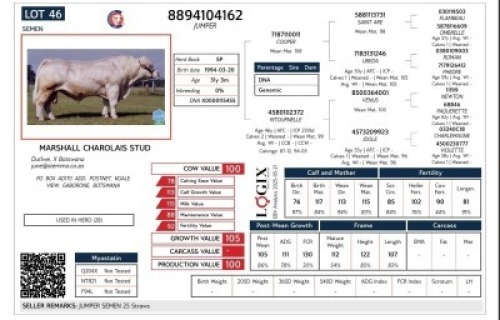 25X CHAROLAIS SEMEN MARSHALL CHAROLAIS STUD (Per item to take the lot)