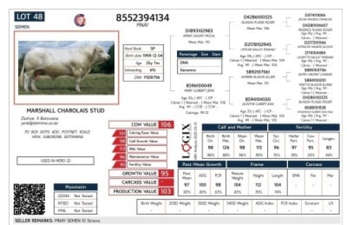 10X CHAROLAIS SEMEN MARSHALL CHAROLAIS STUD (Per item to take the lot)