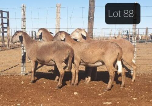 1 X MEATMASTER OOI DIE BULT MEATMASTERS - AANGETEKEN (Highest Bidder may pick first Round)