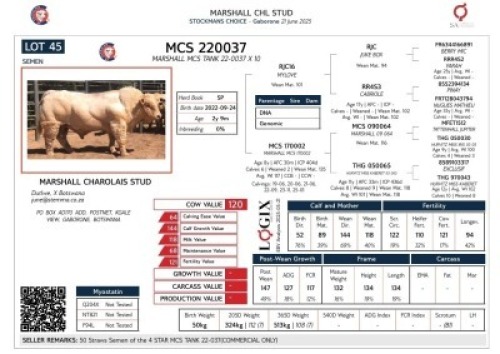 25X CHAROLAIS SEMEN MARSHALL CHAROLAIS STUD (Per item to take the lot)