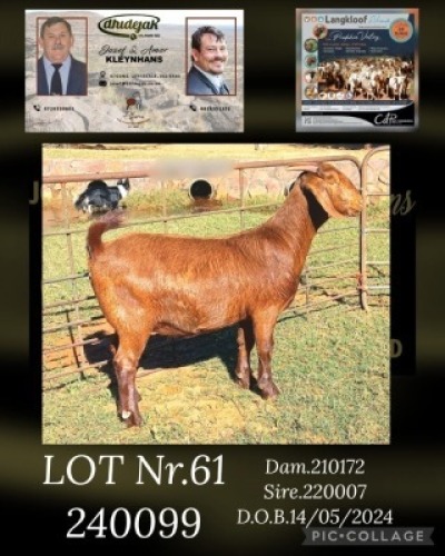 1X KALAHARI RED FLOCK DOE DHIDEJAK
