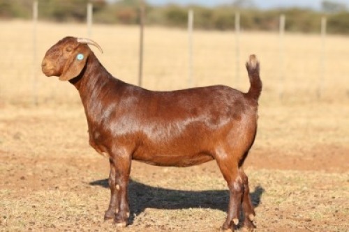 1X KALAHARI RED STUD DOE ANTON & RICKUS BOTHMA