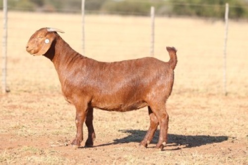 1X KALAHARI RED STUD DOE ANTON & RICKUS BOTHMA